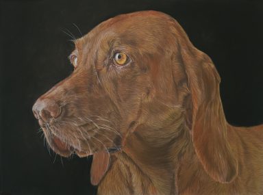 Portrait d'un Braque Hongrois, au pastel, par Anne Marguet