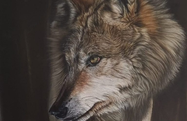  Loup dans la neige en posture prudente, œuvre intitulée "Prudence".