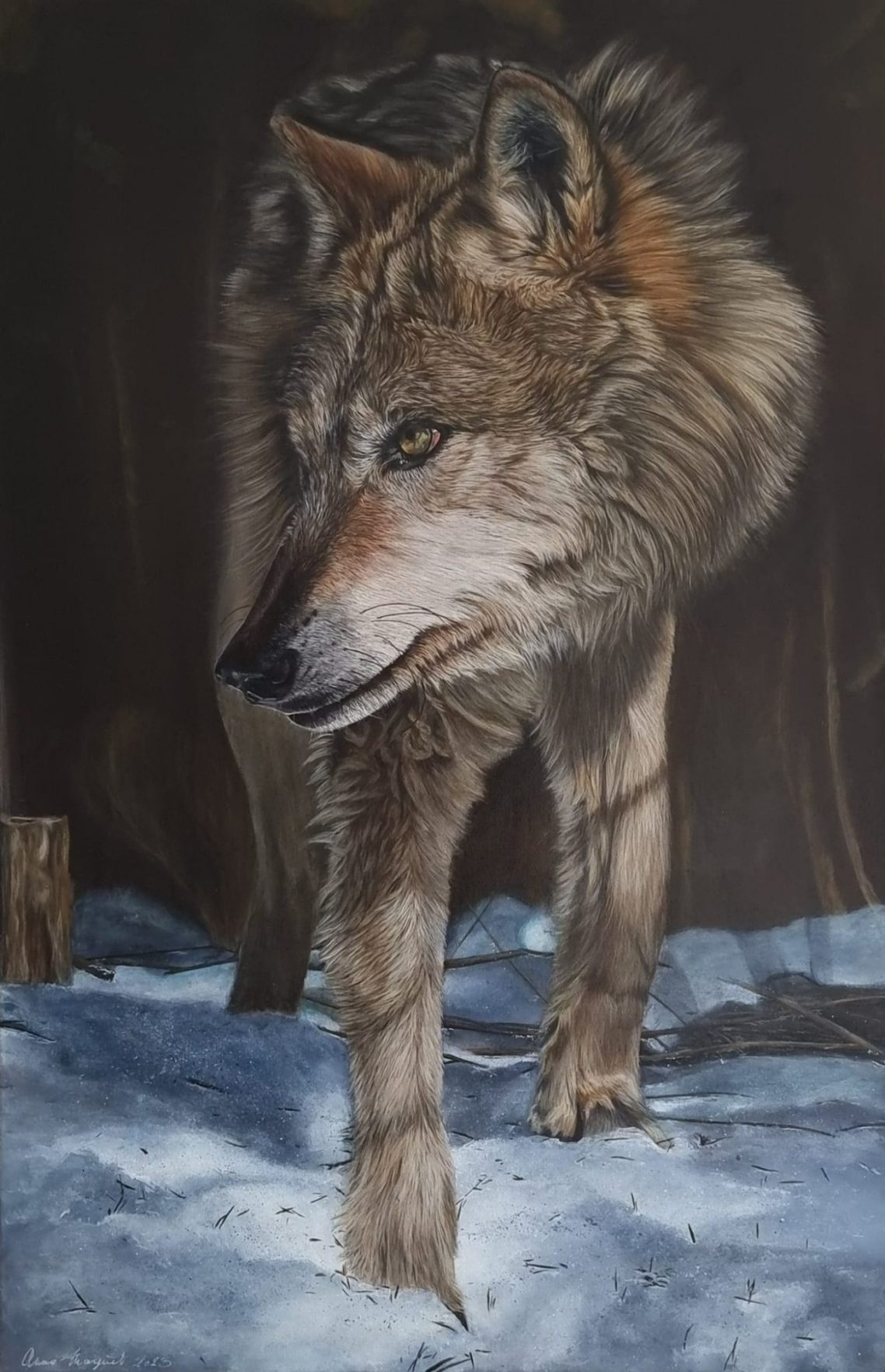 Prudence – Loup en mouvement par Anne Marguet Peinture d’un loup réaliste en mouvement, alerte et silencieux – œuvre originale d’Anne Marguet