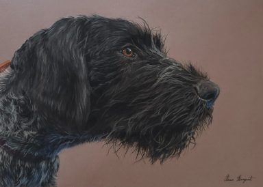 Portrait pastel hyperréaliste d’un chien drathaar nommé Vaillant, de profil, au regard expressif