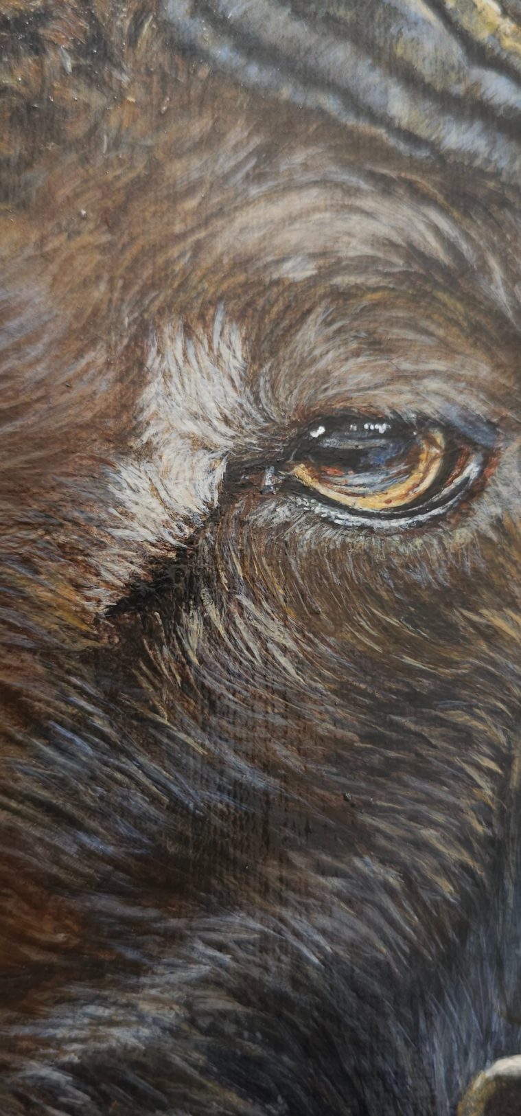 OEil de mouflon en gros plan