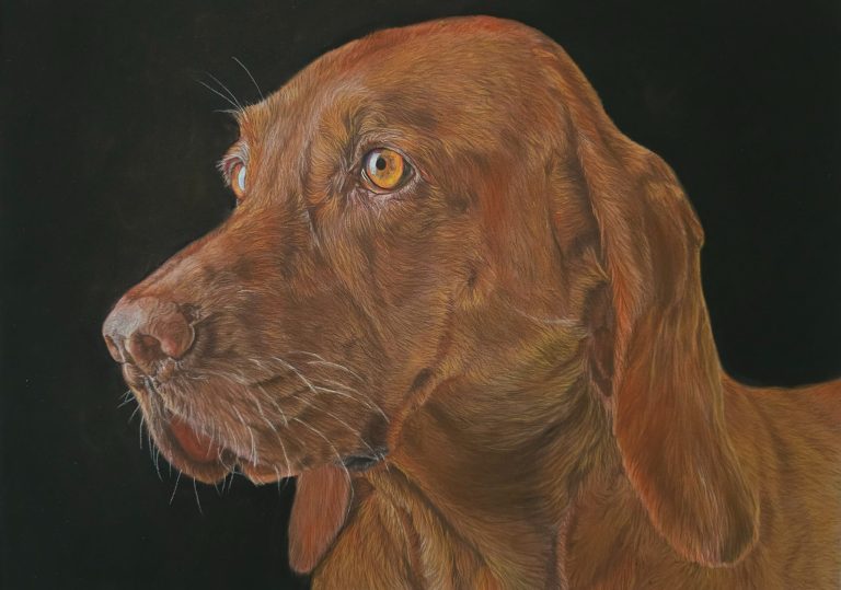 Portrait au pastel – Braque hongrois Portrait d’un braque hongrois peint au pastel par l’artiste Anne Marguet.