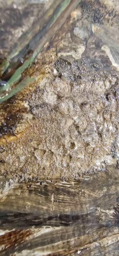 Gros plan sur le tronc d’arbre, texture jungle peinture animalière