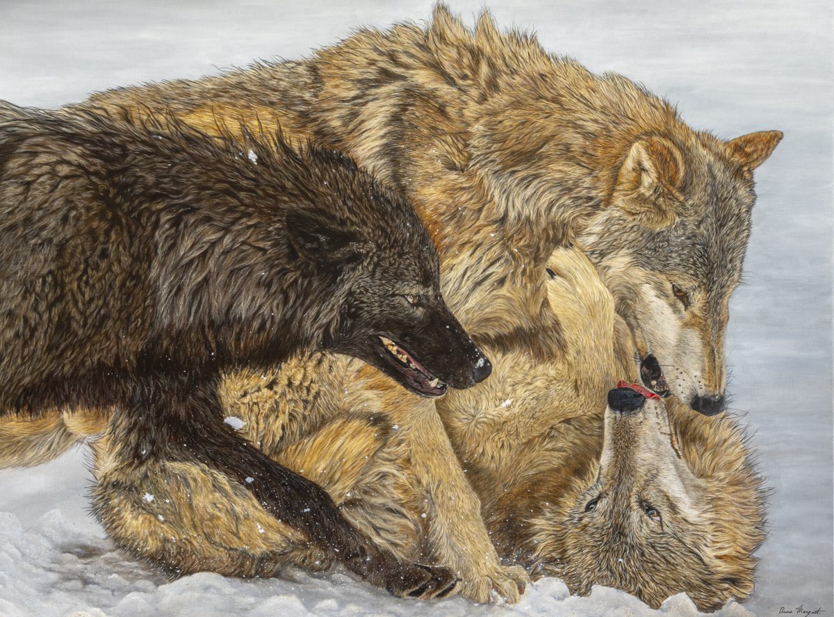 Danse Hivernale – Peinture de loups dans la neige | Anne Marguet Peinture animalière représentant trois loups en mouvement dans la neige, œuvre intitulée « Danse Hivernale » par Anne Marguet