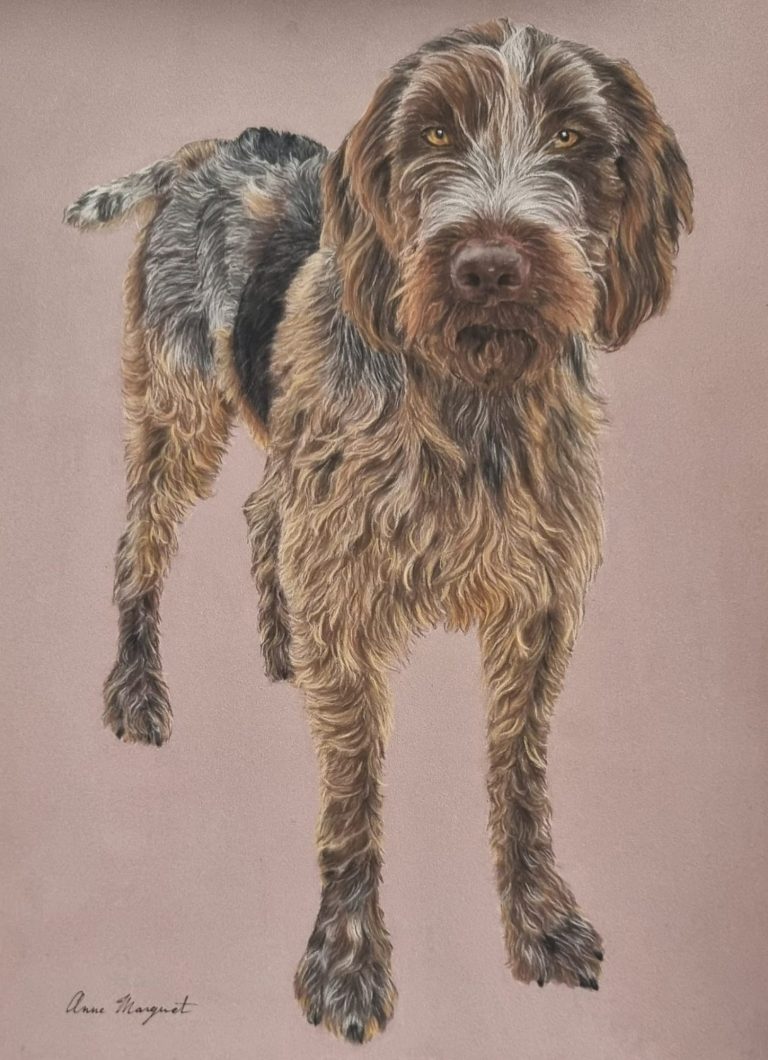 Un chien à poils mi-longs, marron et blanc, se tenant debout sur un fond beige.