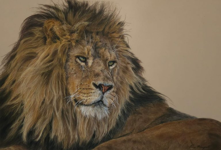 Lion majestueux avec une crinière dorée, regardant attentivement.
