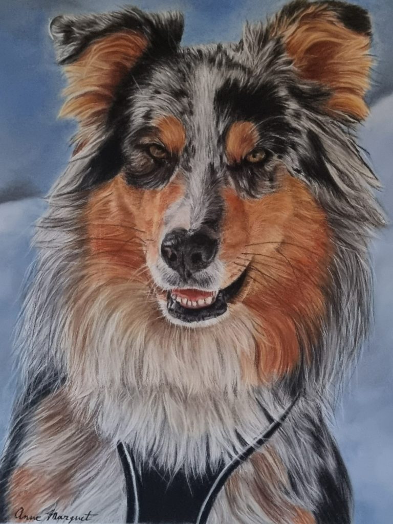Un chien de race colley, poil tricolore, avec un sourire amical.