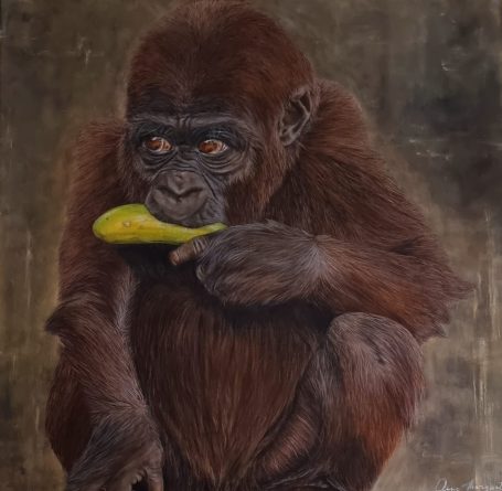 Gorille assis, en train de manger un fruit jaune.