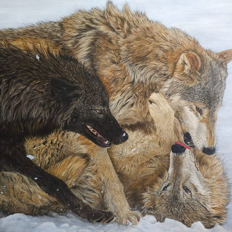  Trois loups jouant dans la neige, complicité et mouvement sur fond blanc