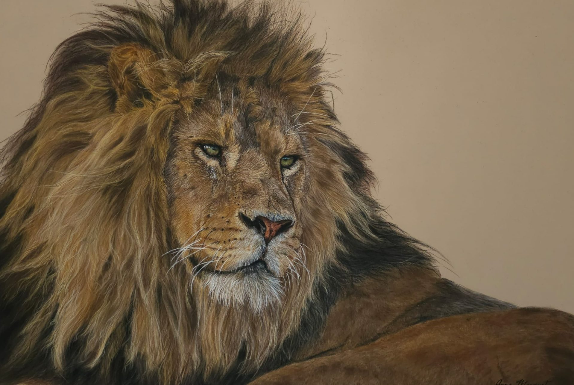 Portrait d’un lion au pastel, allongé de profil, regard calme – œuvre encadrée sur papier Pastelmat
