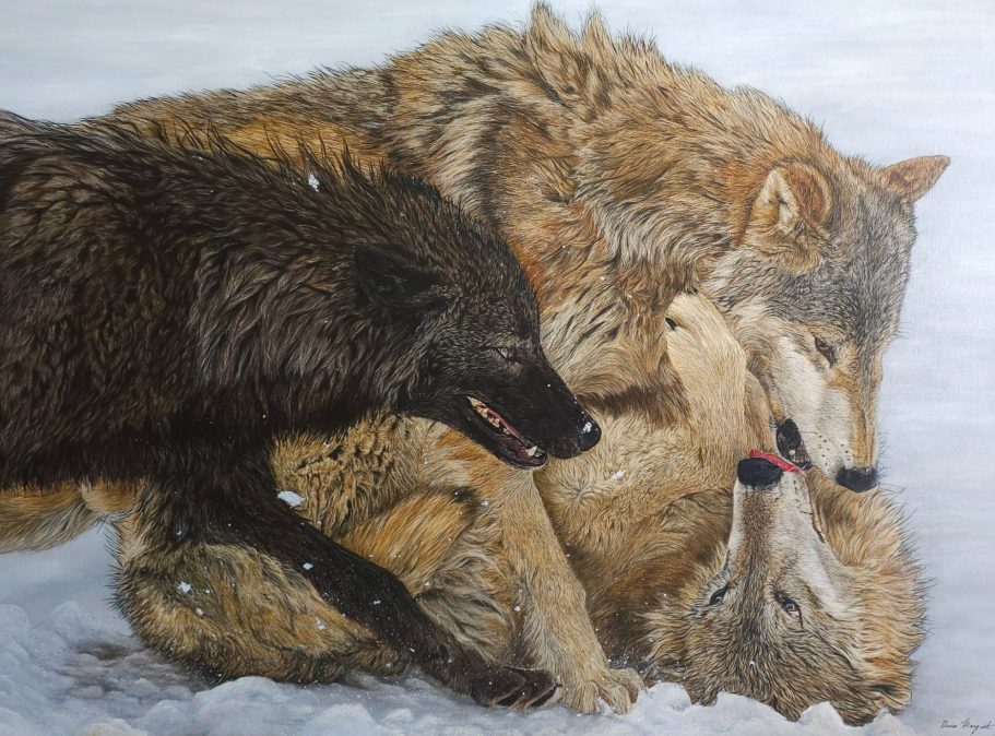 Deux loups se blottissent l'un contre l'autre dans un paysage enneigé.