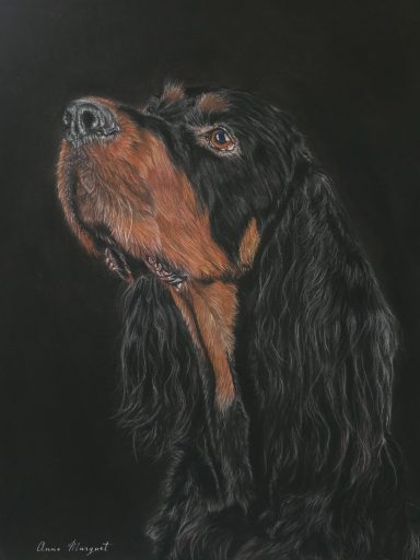 Portrait de chien Gordon Setter noir et feu, au pastel