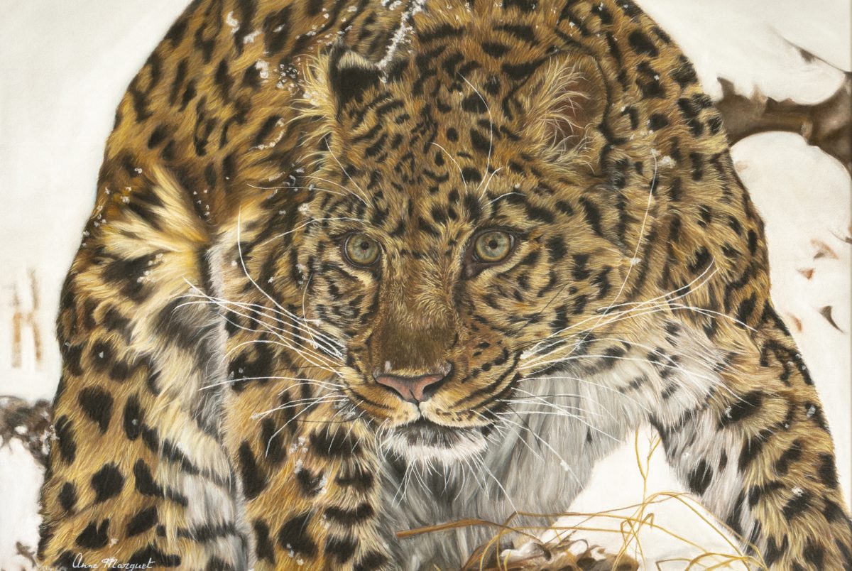 Pastel d’Anne Marguet représentant un leopard de l’Amour tapie dans la neige, en posture d’affût