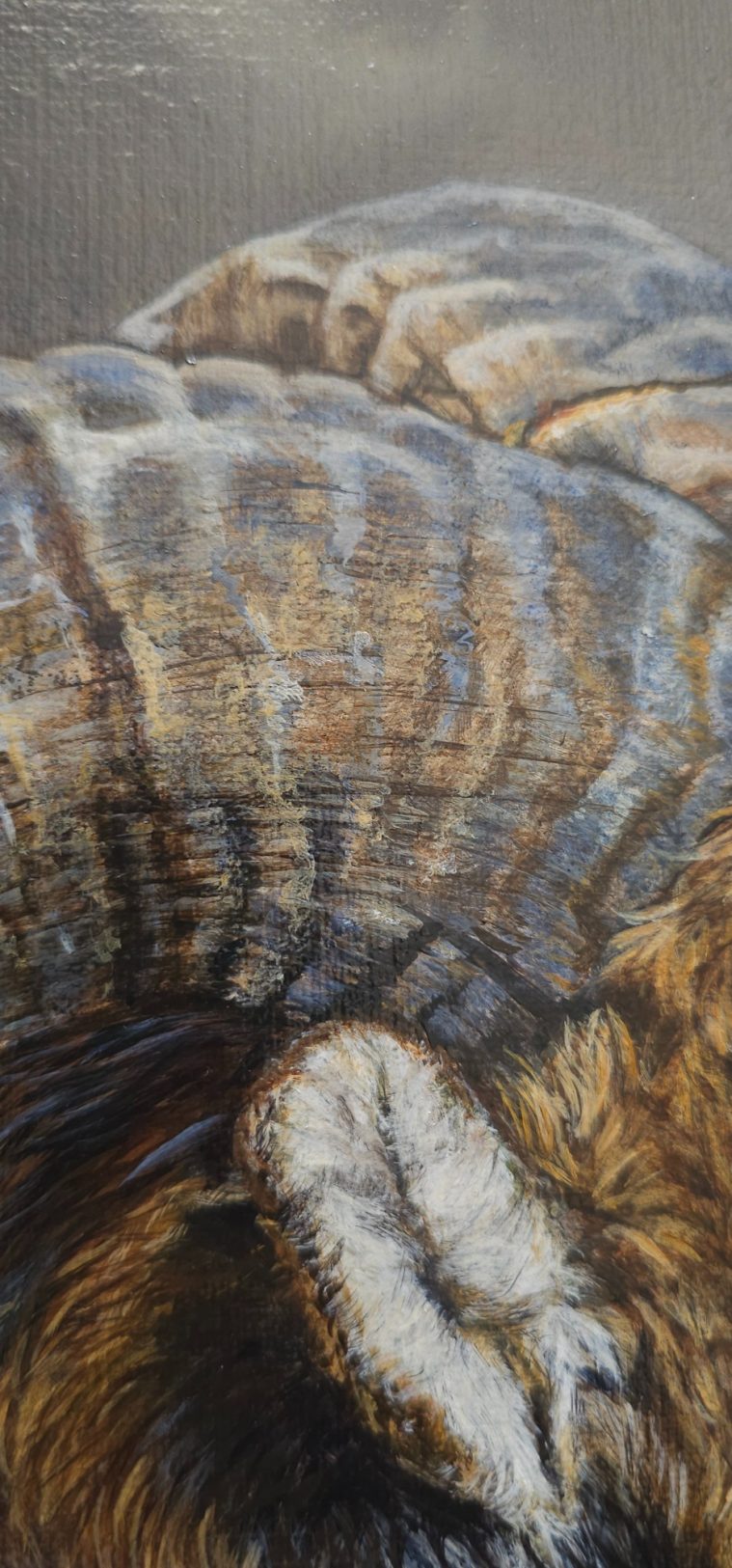 oreille et corne de mouflon en gros plan
