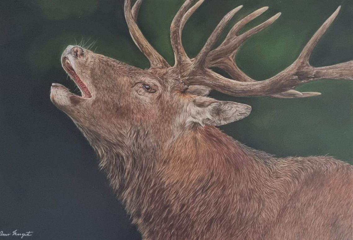 L’Écho de la Nature — Cerf bramant dans son habitat naturel Cerf en pleine action de brame dans un paysage naturel sauvage
