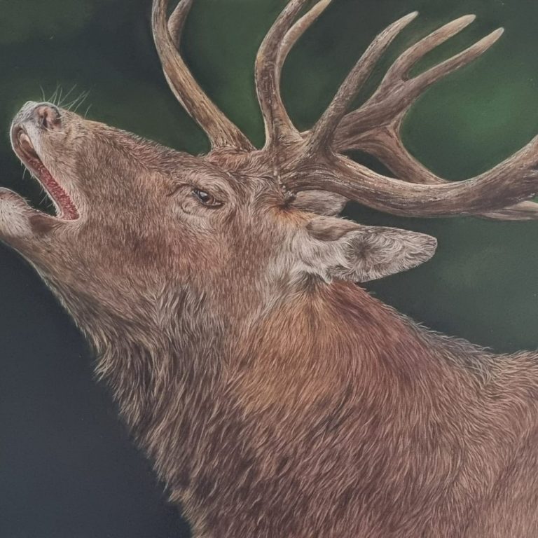 Cerf bramant dans un paysage sauvage, expression de la nature