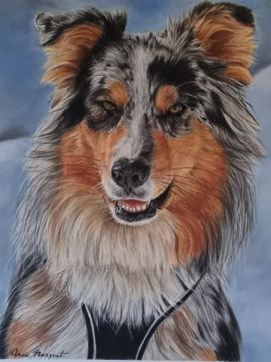 Tête de Berger Australien au regard vif, portrait au pastel