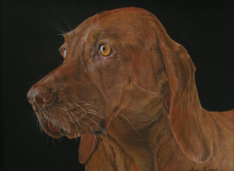 Profil d'un chien marron avec des yeux dorés sur fond noir.
