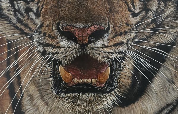 Gros plan sur la gueule entrouverte du tigre du Bengale, peinture animalière signée Anne Marguet