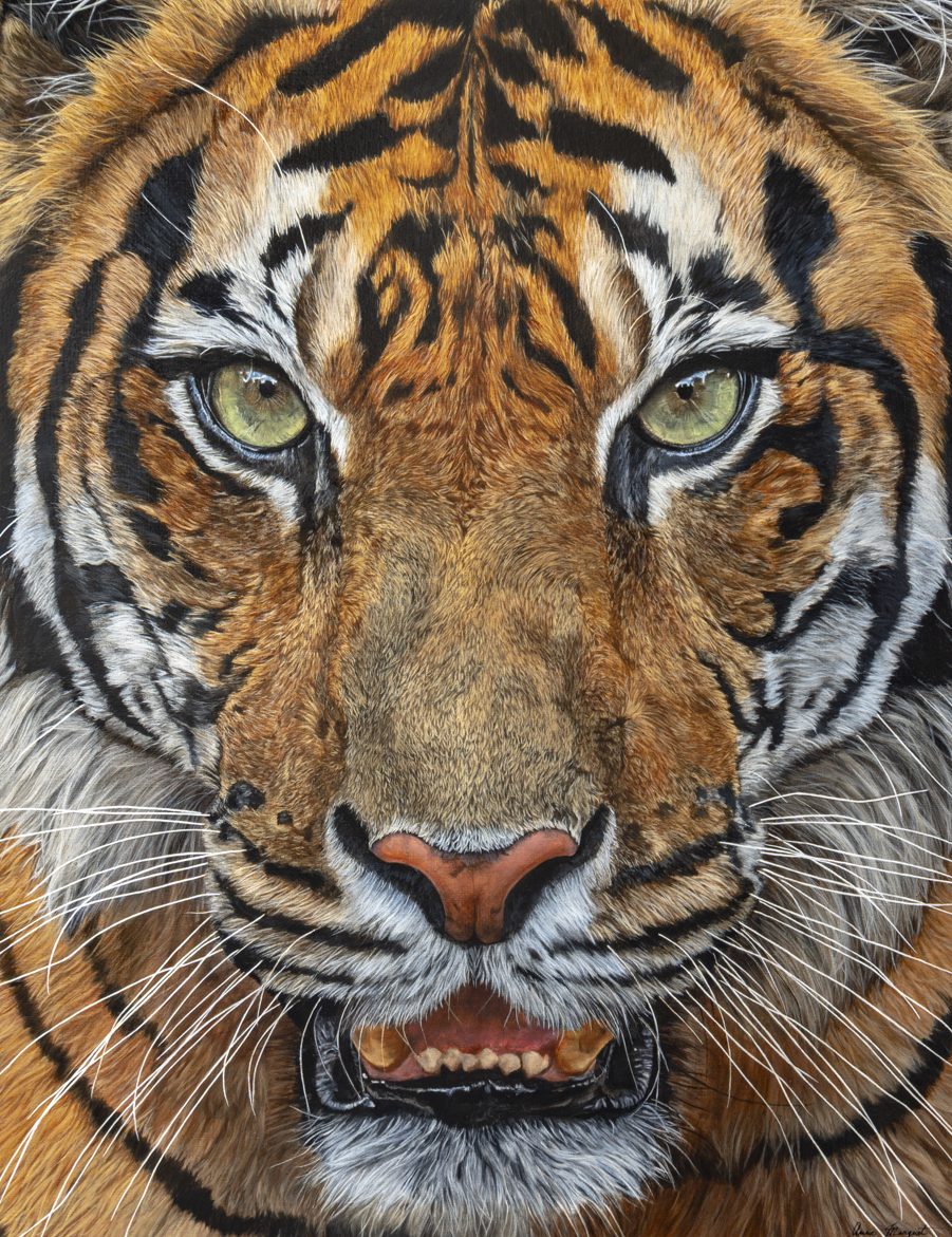 Dans les yeux d'Indrah – Peinture acrylique animalière Peinture acrylique d’un tigre de Sumatra en gros plan, regard intense face au spectateur, œuvre animalière signée Anne Marguet