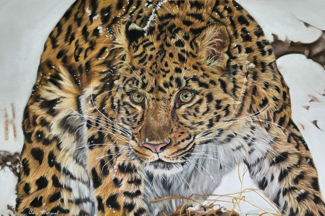 Anne Marguet, artiste peintre animalière, présente À l’affût, un léopard de l’Amour dans la neige, concentrée et immobile Pastel d’Anne Marguet représentant un leopard de l’Amour tapie dans la neige, en posture d’affût