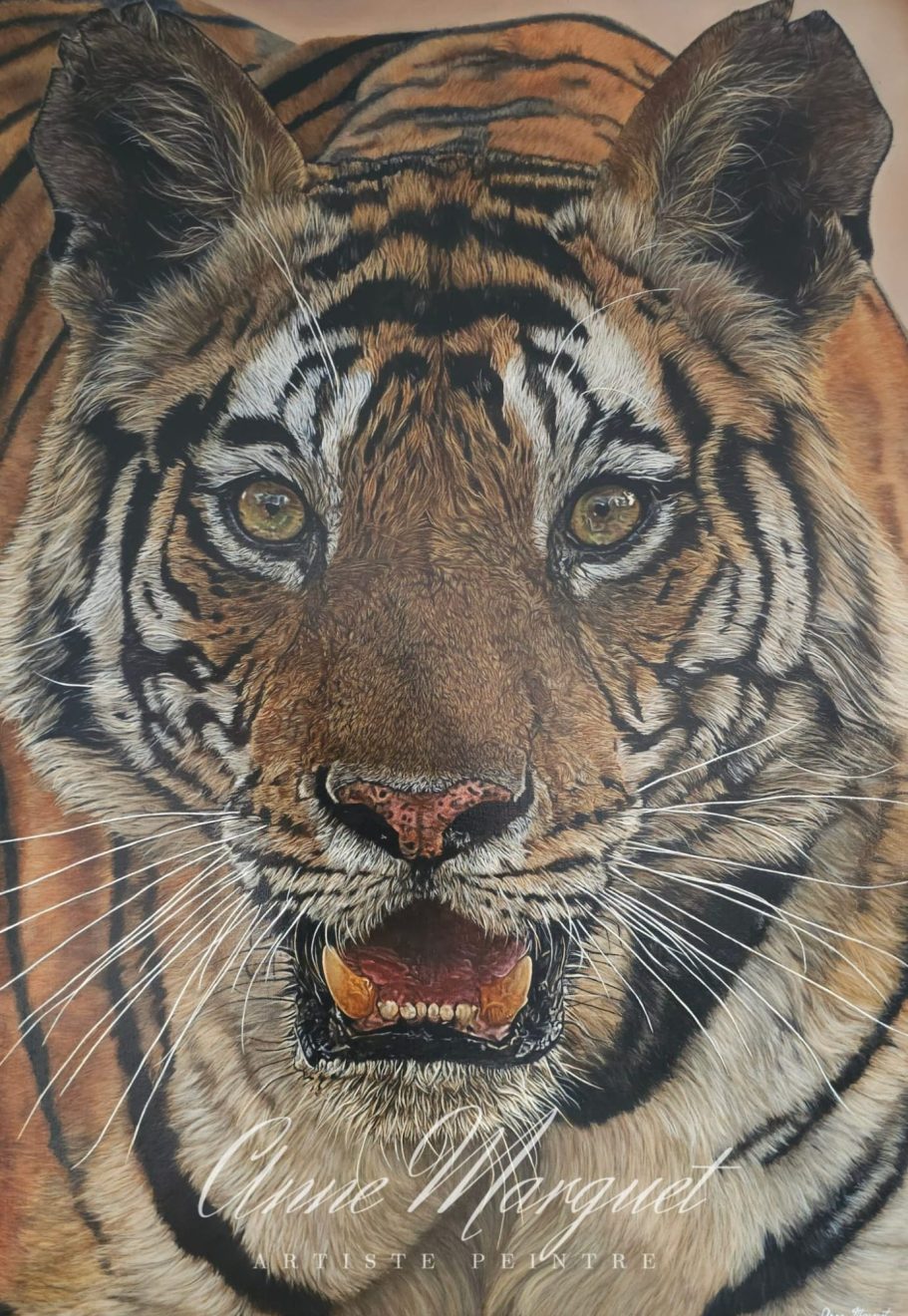 Tigre aux yeux perçants, présentant des rayures distinctes sur un pelage orange.