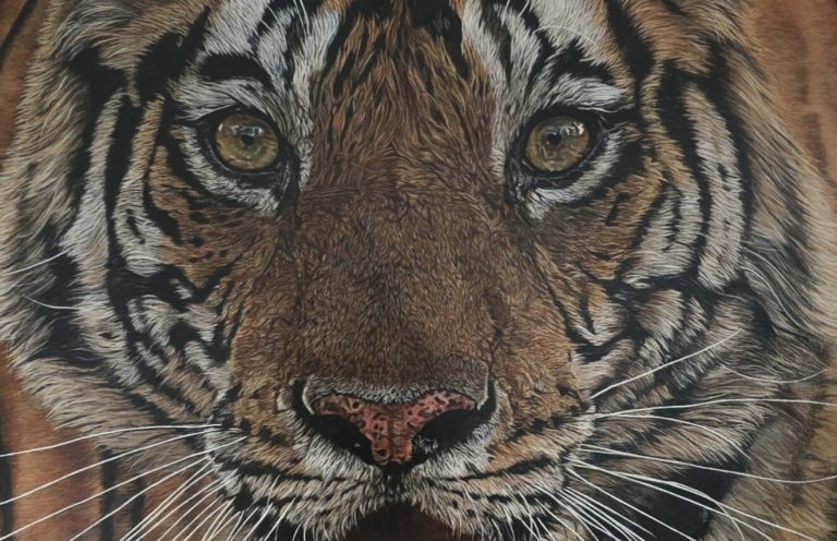 Gros plan du tigre du Bengale "Face à face", portrait intense d’un félin majestueux.