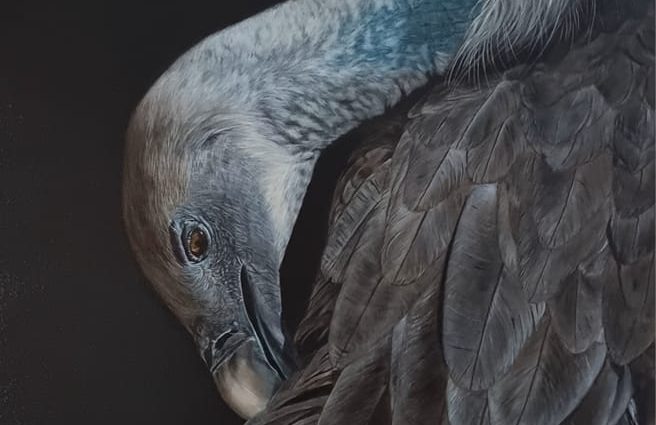  Portrait détaillé d’un vautour, œuvre "D’elle en ailes".