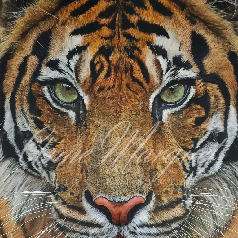 Tigre Sumatra "Dans les yeux d'Indrah" galerie art animalier peinture

