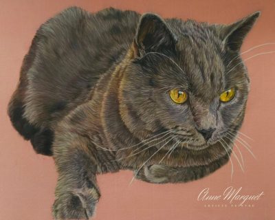Un chat gris avec des yeux dorés, allongé sur un fond rose.
