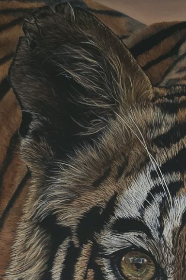 Détail du pelage et de l'oreille d'un tigre, avec des rayures distinctives.