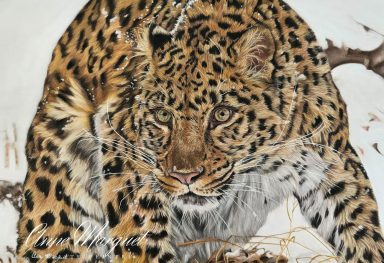 Panthère-de-lamour-a-laffut-neige-pastel-anne-marguet
