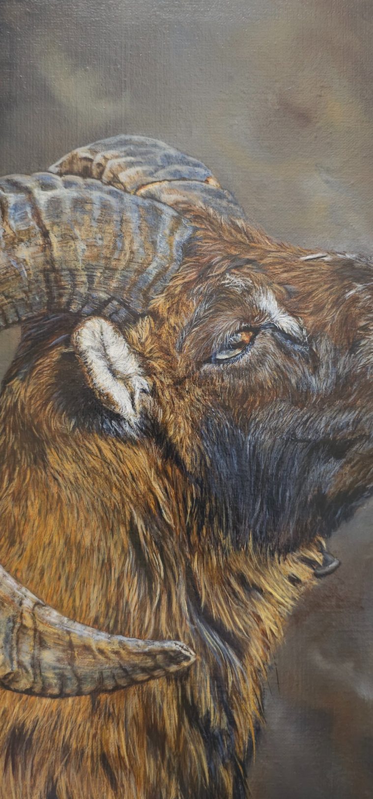 Gros plan sur un mouflon avec des cornes majestueuses, pelage brun et noir.