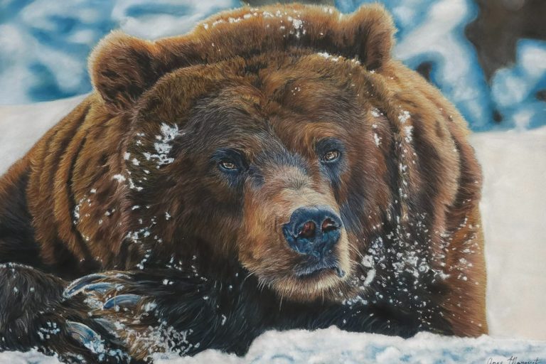 Un ours brun avec de la neige sur son pelage, regardant attentivement en avant.
