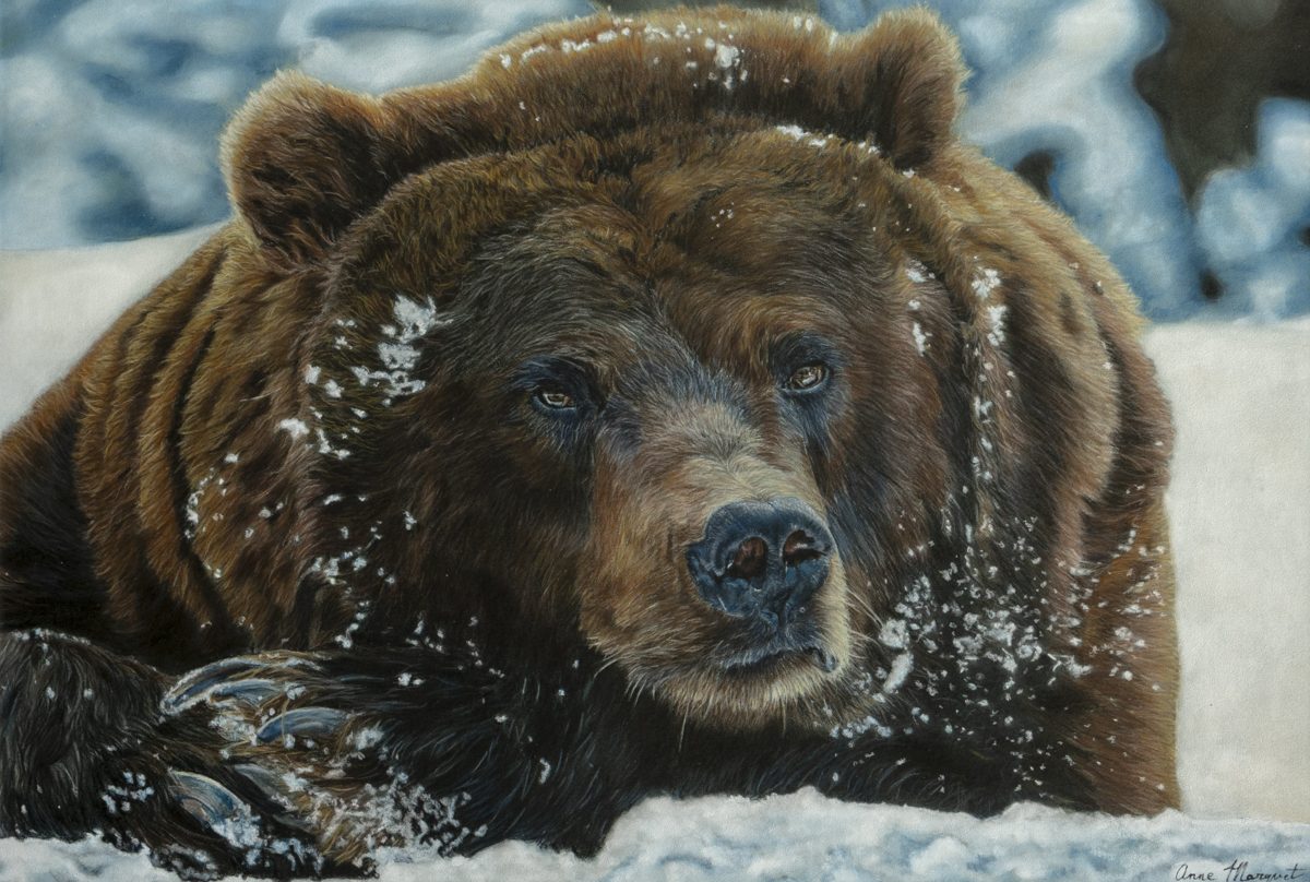 Ours brun allongé dans la neige – portrait animalier au pastel d’Anne Marguet Pastel animalier représentant un ours brun allongé dans la neige, en gros plan, regard attentif