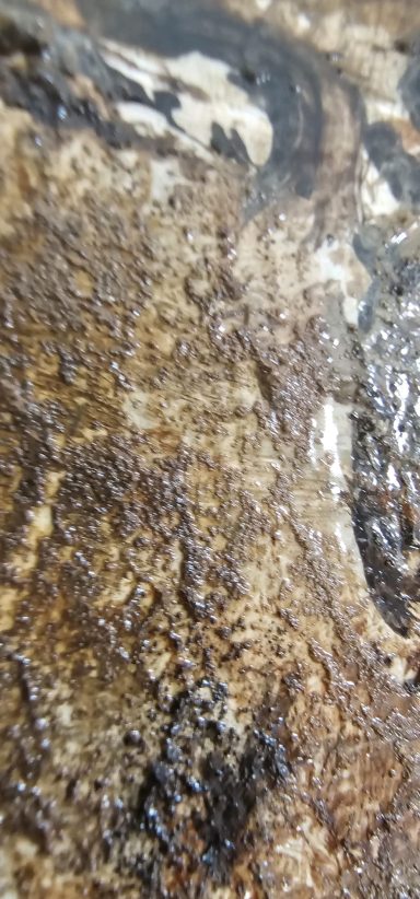 Zoom sur le tronc d’arbre, texture jungle peinture animalière