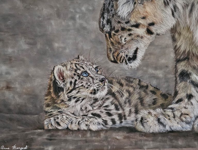 Un léopard des neiges adulte regarde un petit léopard des neiges avec affection.