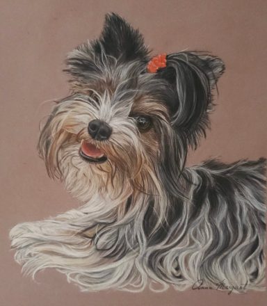 Chien Biewer Terrier au pelage long et soyeux, portrait au pastel